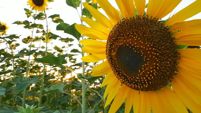 Sunflower field during sunset, Pan camera