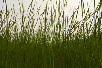 Obraz premium Grassy landscape.