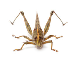 Locust isolated on white background