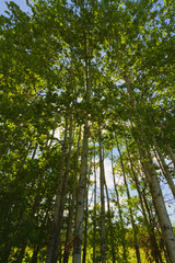 Fototapeta premium Tree landscape.