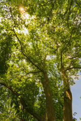 Fototapeta premium Tree landscape.