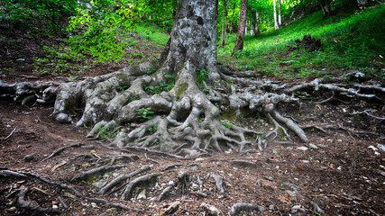 tree roots