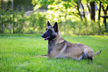 Belgian shepherd Dog