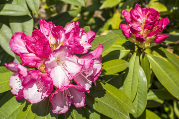 白からピンクのシャクナゲの花