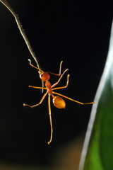 Ants are insects of the Hymenoptera family Formicidae ants nest building a large empire.