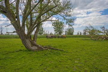 Herd of konik horses in nature in spring © Naj