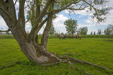 Herd of konik horses in nature in spring © Naj