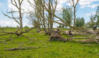 Herd of konik horses in nature in spring © Naj