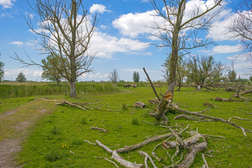 Herd of konik horses in nature in spring