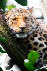 Leopard sleeping on a tree