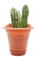 Pot de cactus