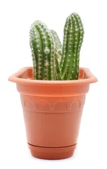 Stickers pour porte Cactus en pot Pot de cactus