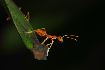 Ants are insects of the Hymenoptera family Formicidae ants nest building a large empire. © ownza