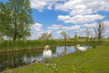 Swan on the shore of a lake in spring