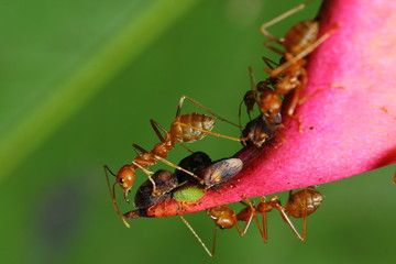 Ants are insects of the Hymenoptera family Formicidae ants nest building a large empire. © ownza