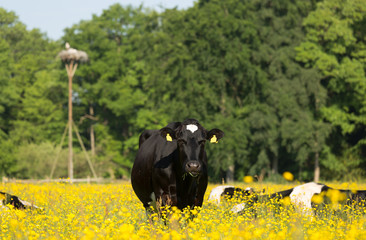 Dutch cows grazing in a meadow with yellow flowers.