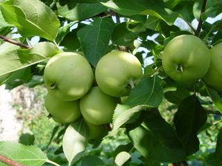 Яблоня с зелеными яблоками