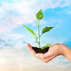 Human Hand, Plant, Growth.