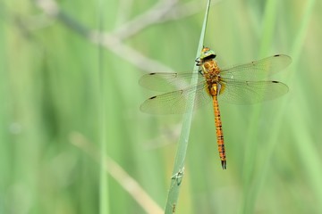 Libellula posata su una foglia di  typha in mezzo ad uno stagno