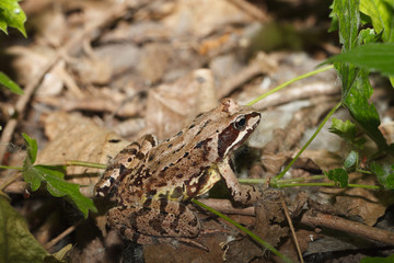 Rana temporaria frog closeup on the ground. 