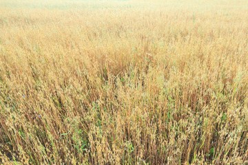 Midsummer oat or Avena sativa farm field floral covering texture