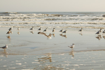 Sandy beach.