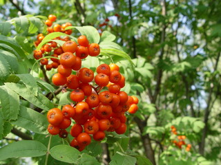 Рябина на даче