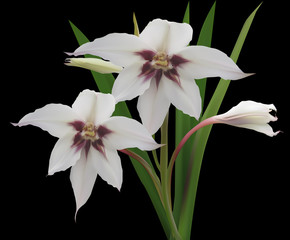 light flower and buds in green leaves isolated on black