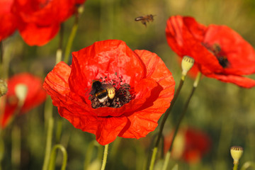 Flowering red poppies and bumblebee
