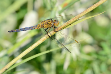 Libellula posata su un filo d'erba