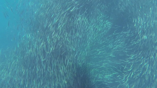 Shoal of fish sardines