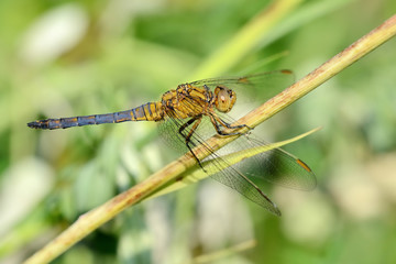 Libellula posata su un filo d'erba