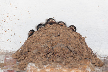 Swallow nest on a wall with five nestlings