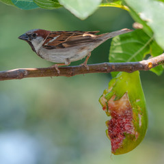 House sparrow feeding on fig fruit