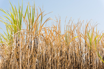 sugarcane field