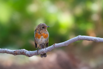 Juvenile European robin on a branch