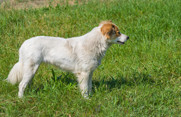 Fototapeta premium Profile view of young street dog in summer grass