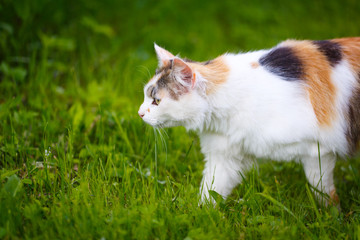tricolor cat