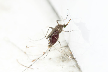 mosquito drinks blood out of man