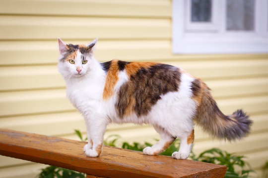 tricolor cat