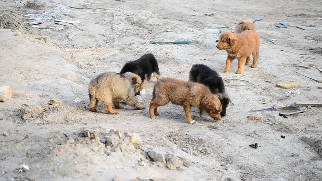 Many cute colorful mongrel puppies being fed outdoors 