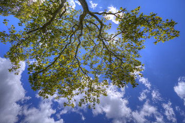 Tree landscape.