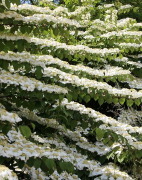 Hydrangea arbustre