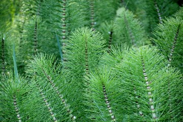 Prêle, queue de chat