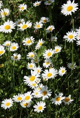 Fototapeta premium Marguerit sauvage