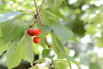 Albero di ciliegie