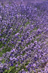 Naklejka premium Floral background: flowering lavender