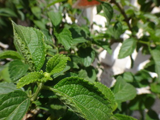 Зелень во дворе дома