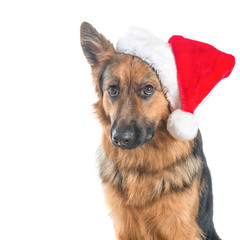 German shepherd dog sad looking with Santa's Hat isolated at a white background