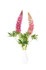 Two pink lupine flowers in a white vase isolated at a white background